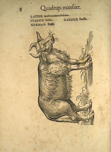 001-Bufalo-Icones animalium- (1553)- Conrad  Gesner- SICD Strasbourg