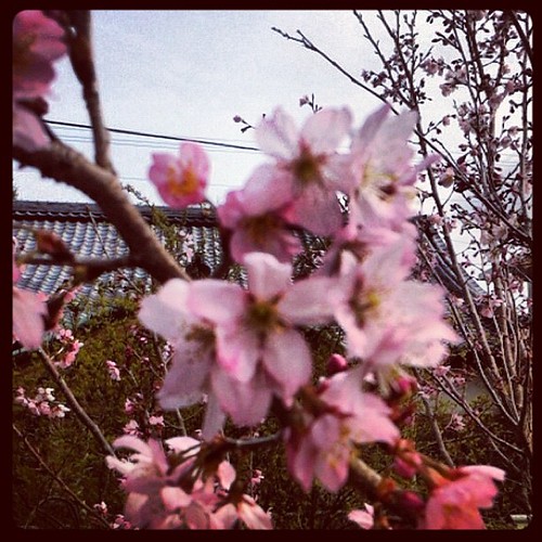 彼岸桜は五分咲きくらい