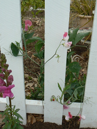 Sweet peas peeking through picket fence
