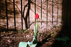 Tulip XI