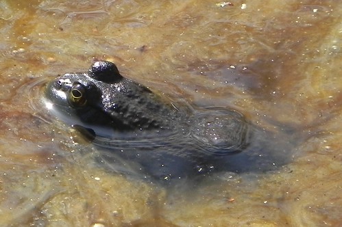 This Bullfrog kindly asks you to give a shit about pollution.