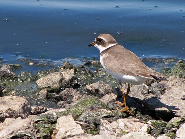Semipalmated Plover at El Paso Sewage Treatment Center 36