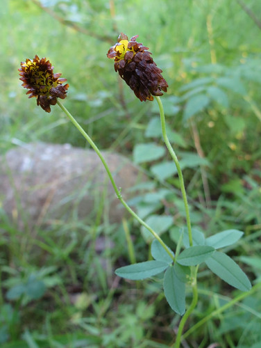Trifolium spadiceum - musta-apila Автор фото: Kari Pihlaviita