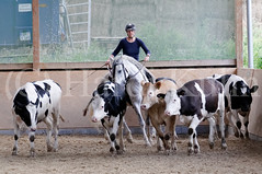 Working Equitation Kurs 2012
