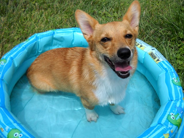Happy in the pool