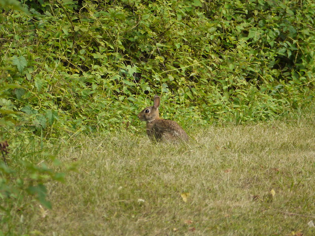wild rabbit 7