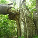 Gede Ruins, Kenya - IMG_0294