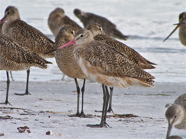 Marbled Godwit and Willet at Fort DeSoto in Pinellas County, FL 11