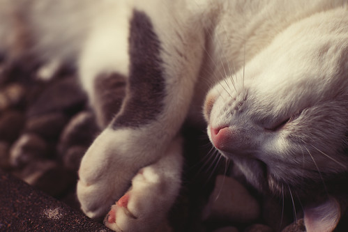 Sleeping 猫 - 無料写真検索fotoq
