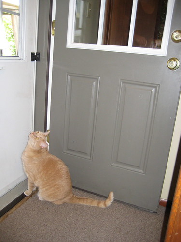 Merlot at the back door