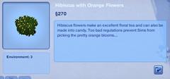 Hibiscus Orange
