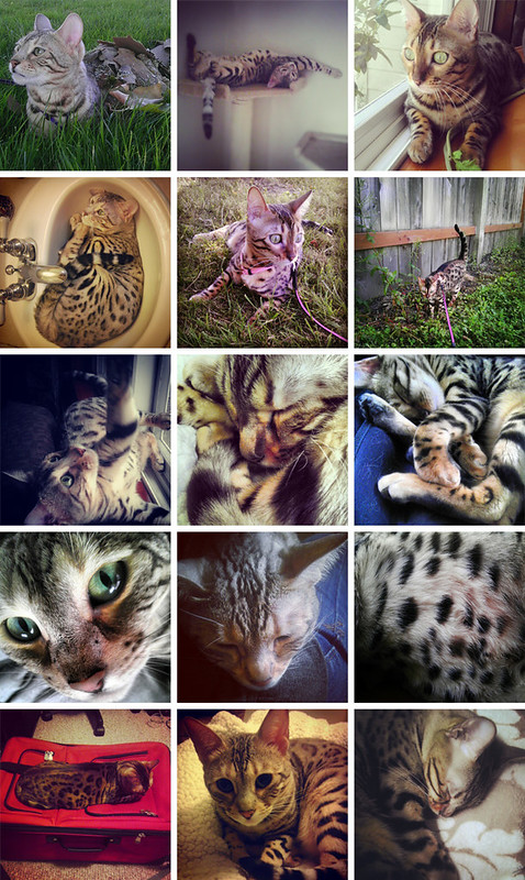 Instagram Cats 1b