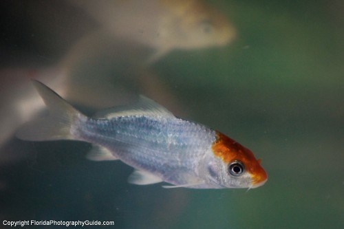 White Goldfish With Orange Spot on Head