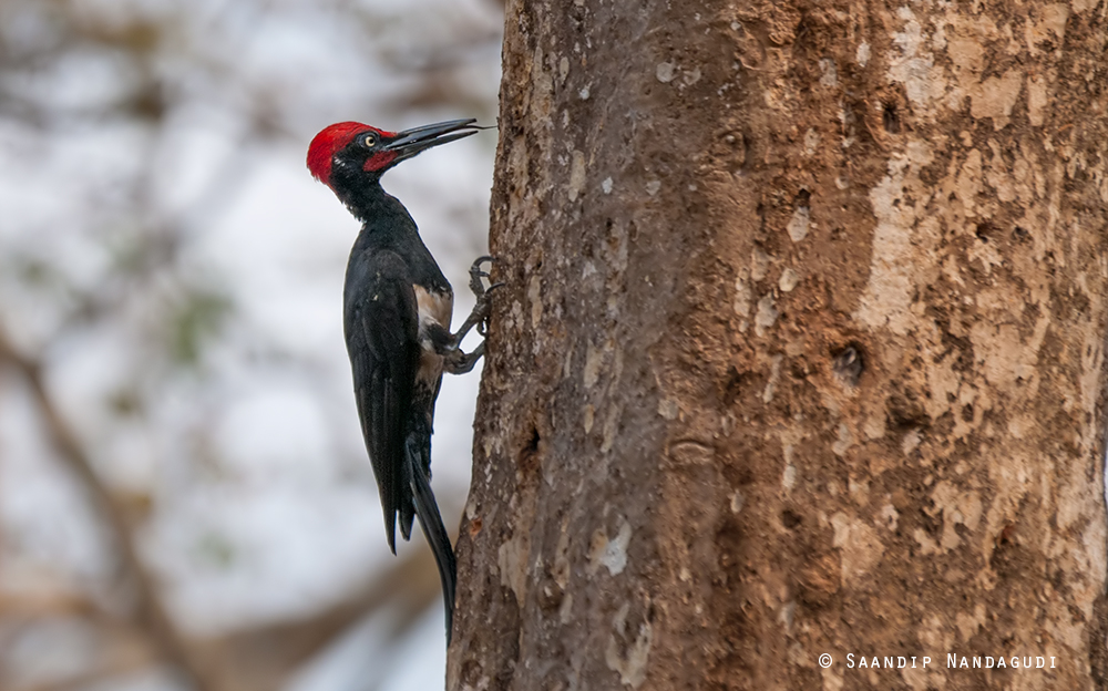 White-Bellied-Woodpecker