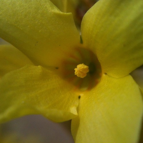 Tiny yellow flowers with macro lens from @photojojo #latergram