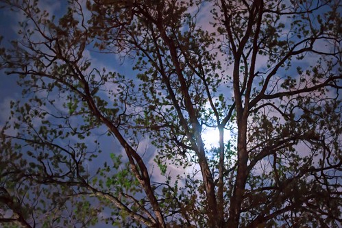 Moon In The Tree