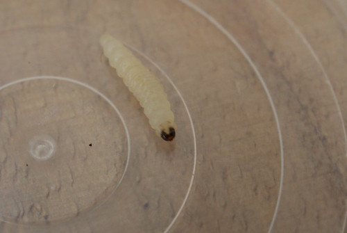 Eriocrania unimaculella - mature larva