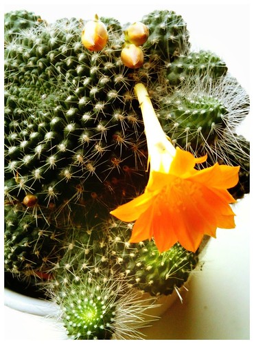 My cactus is flowering again