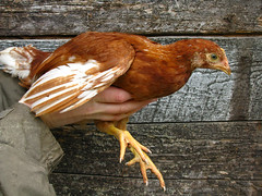 Red Star Pullet