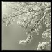 #bradfordpeartree #floweringtree #instagram #tree #bwphotography #monochrome