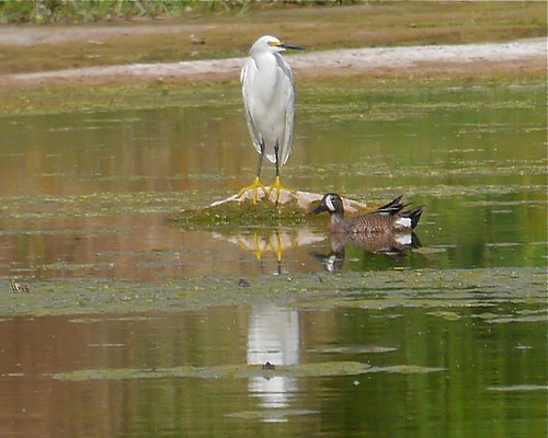 Snowy Egret and Blue-winged Teal