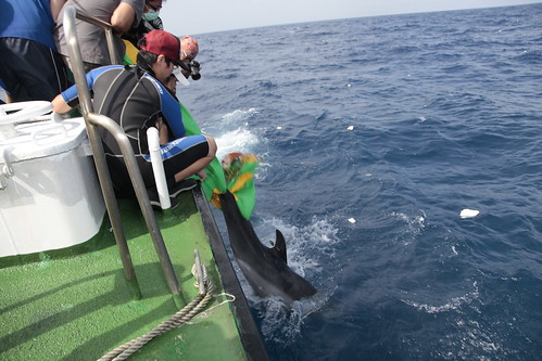 瓶鼻海豚「順子」返回大海。（圖片來源：林務局）