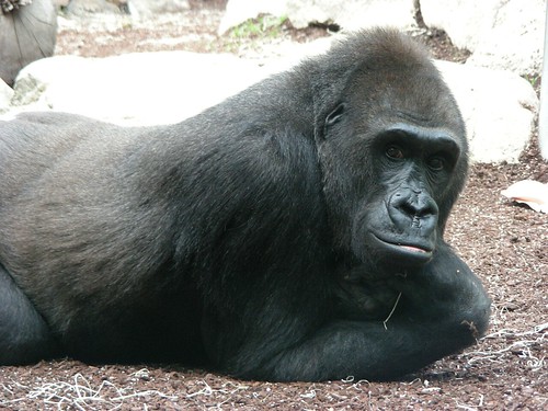 Zoo Munich: Gorillas 38 by W i l l a r d