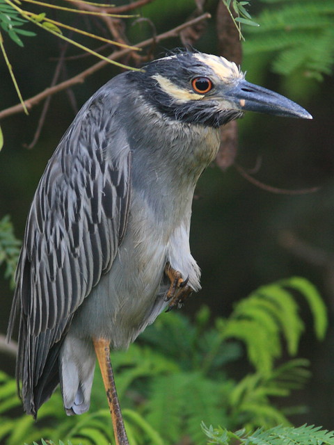 Yellow-crowned Night-Heron female 20120724