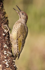 Pito real - Picus viridis - Peto verdeal - Green woodpecker