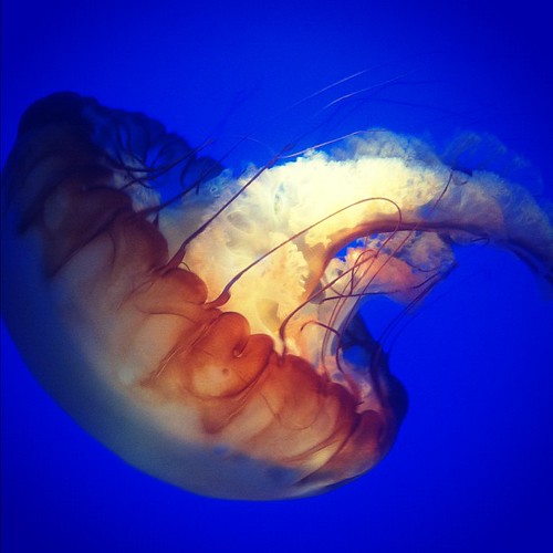 In another life, I wouldn't mind being a jellyfish for awhile.