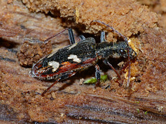 Two-banded Longhorn Beetle (Rhagium bifasciatum) hibernating in dead wood
