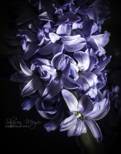 Hyacinths are by Sharon Meyer