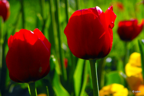 Tulipa sp. (" Lalele !... Lalele ! ..." ) by cdnh