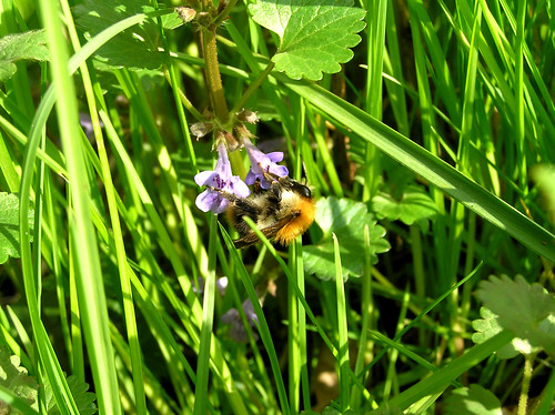 Fuzzy little bumblebee
