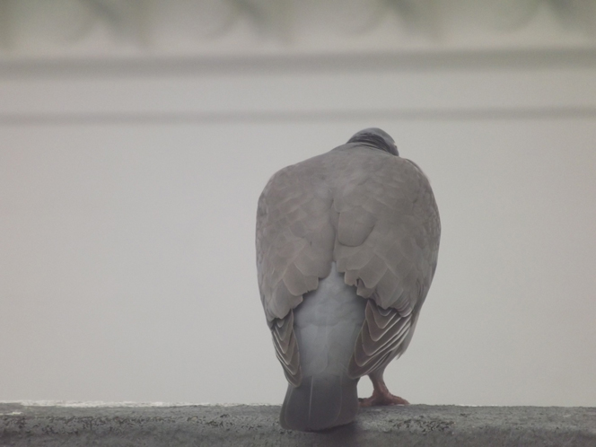 grumpy_pigeon