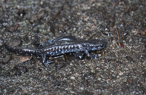 Blue spotted salamander by ricmcarthur