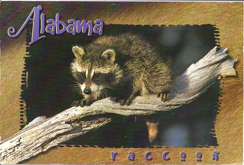 Alabama Raccoon