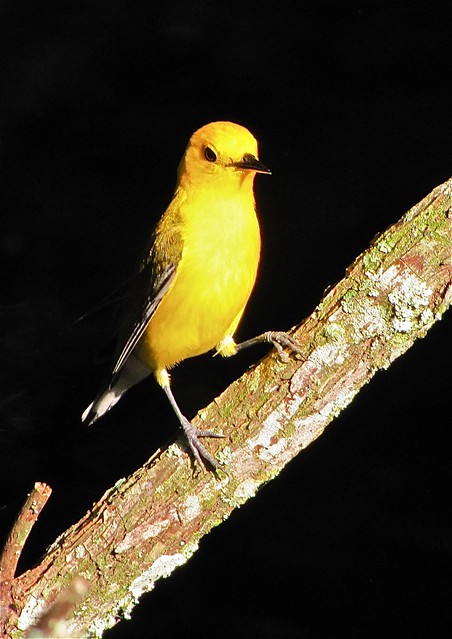Prothonotary Warbler at Lettuce Lake Park in Hillsborough County, FL 04