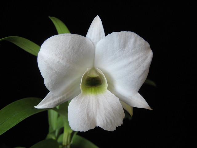 Dendrobium sanderae v. luzonicum 'Diamond Orchids' 1