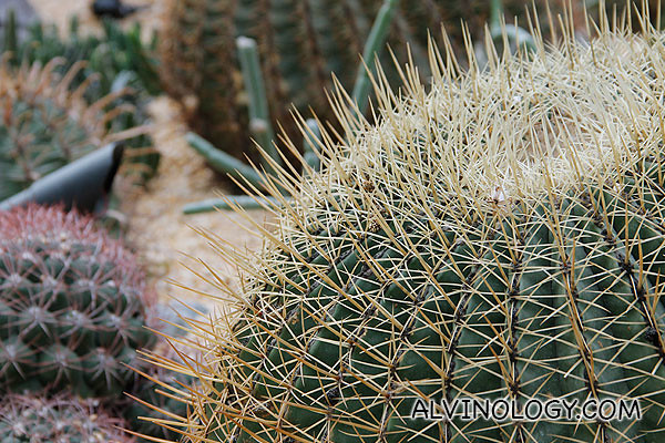 Close up of a round fat cactus