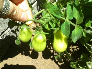 3 little tomatoes 8 10 2012