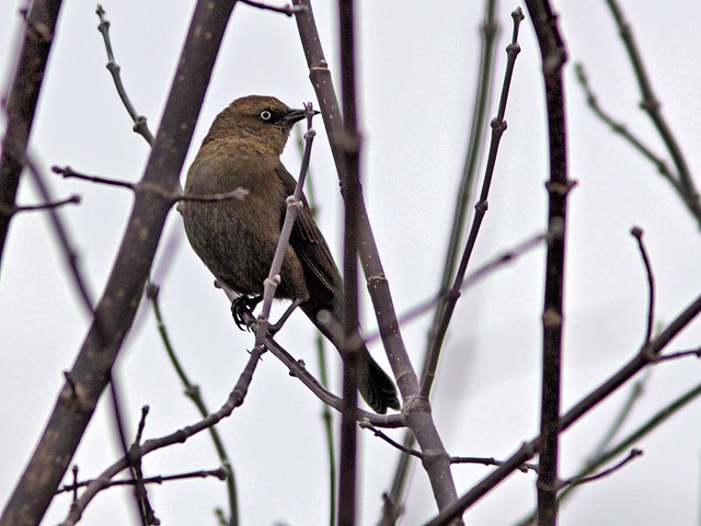 Rusty Blackbird 20121103