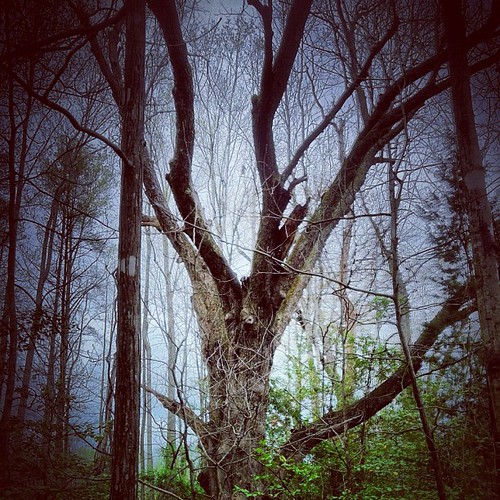 Soul tree