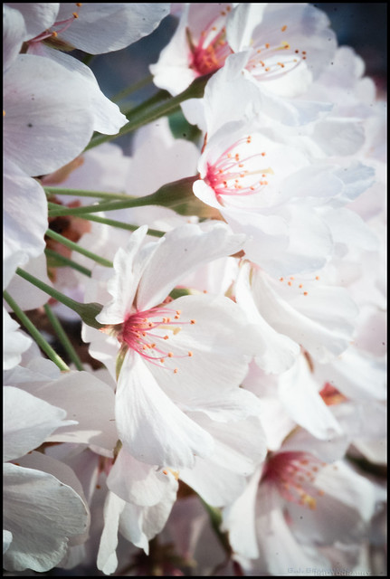 Cherry Blossoms-GJB-MAR2012-59