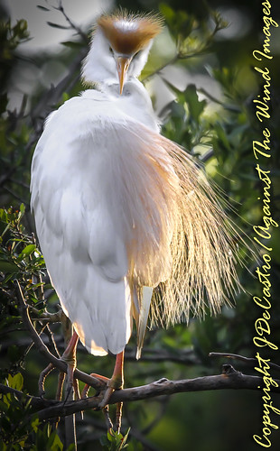 Cattle egret-3588 by Against The Wind Images