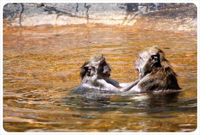 langkawi monkeys swimming