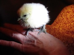 Silkie Chick, Ithaca, NY