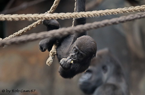Gorilla Quembo by Rob Cam 67