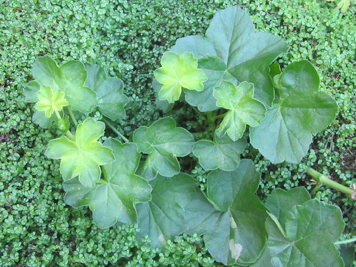 Various Green Leaves