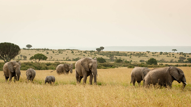 Elephants in the Masai Mara II